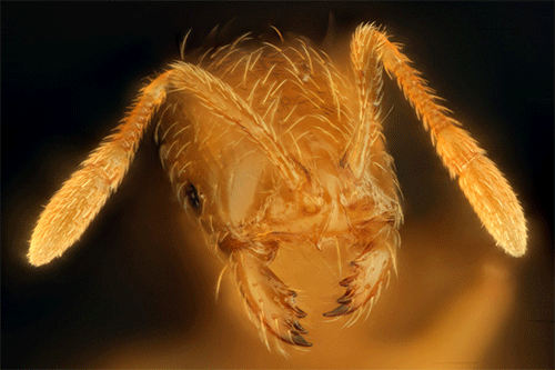 conicalpathxpm8y0-small.gif