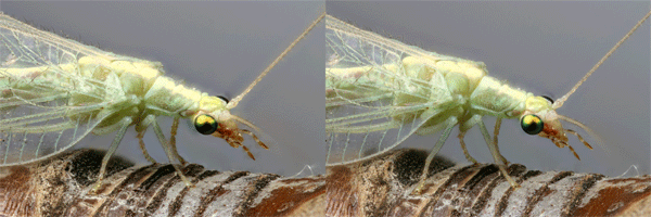 lacewinganimation20090731b.gif