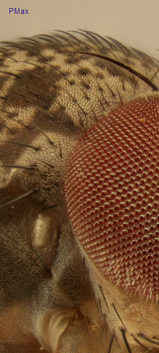 fruitflypmax.jpg