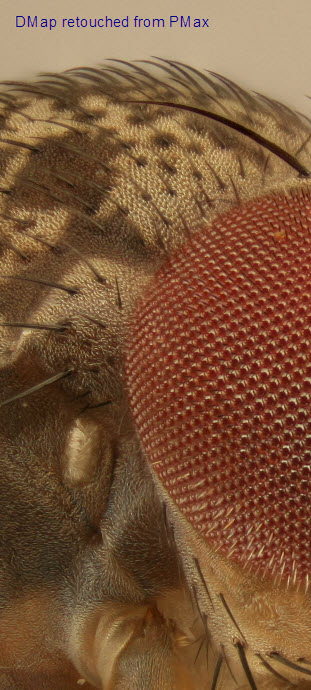 fruitflyretouched.jpg